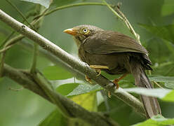 Orange-billed Babbler