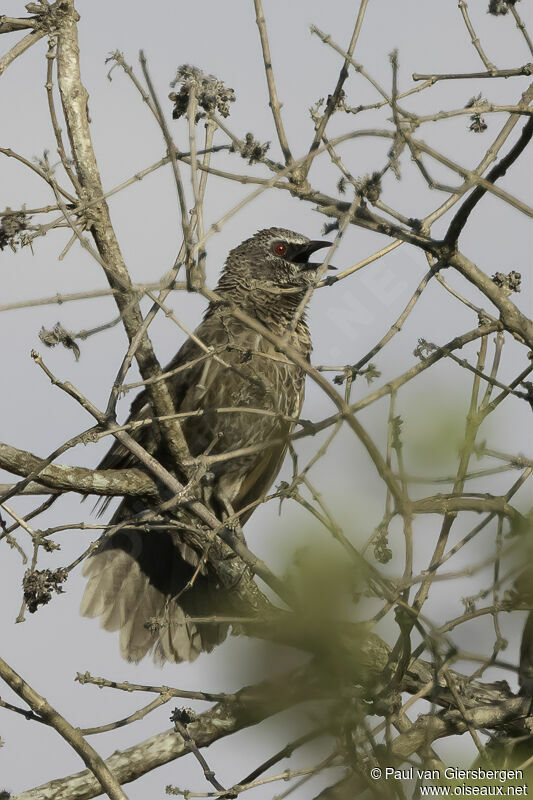 Cratérope de Hartlaubadulte