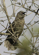 Hartlaub's Babbler