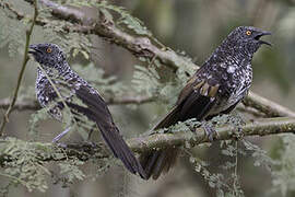 Hinde's Babbler