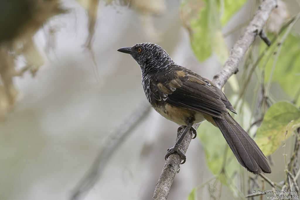 Hinde's Babbler