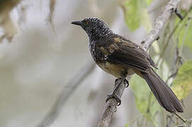 Hinde's Babbler