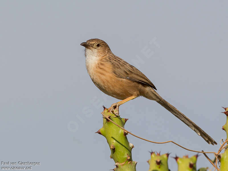 Common Babbleradult, identification