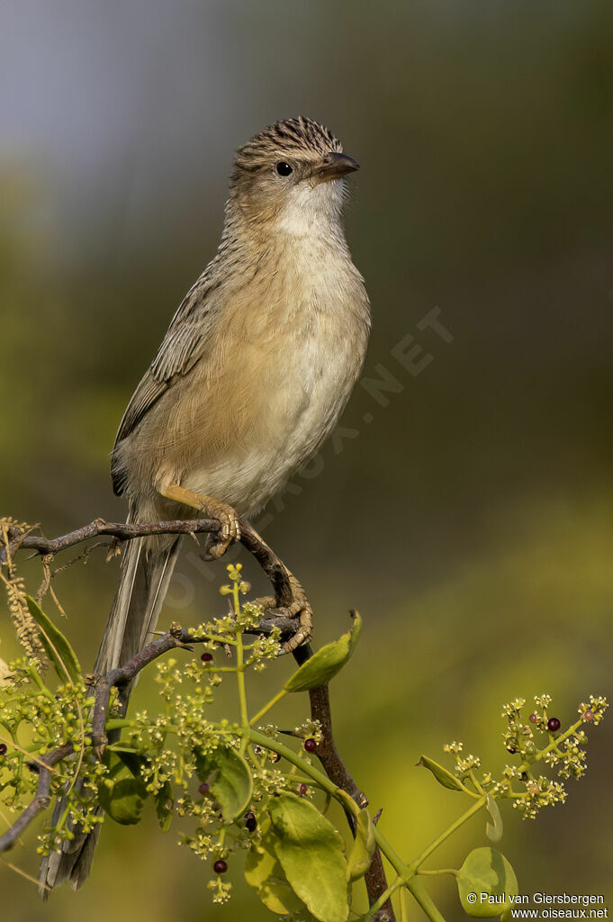 Cratérope de l'Inde
