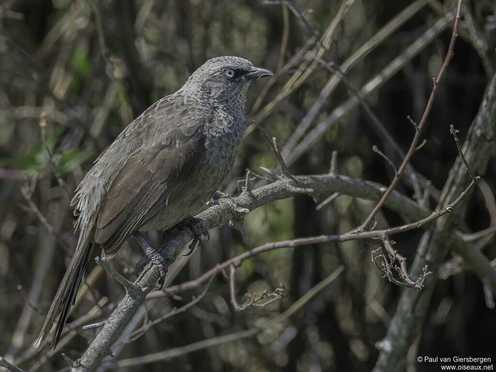 Black-lored Babbleradult