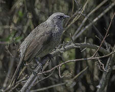 Black-lored Babbler