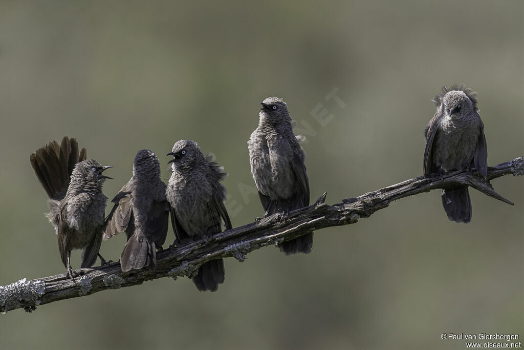 Black-lored Babbler