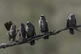 Black-lored Babbler