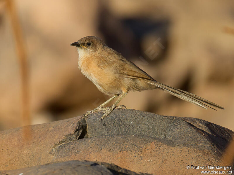 Fulvous Babbler