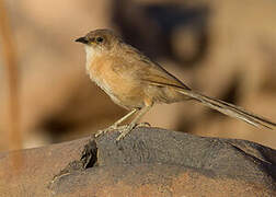 Fulvous Babbler