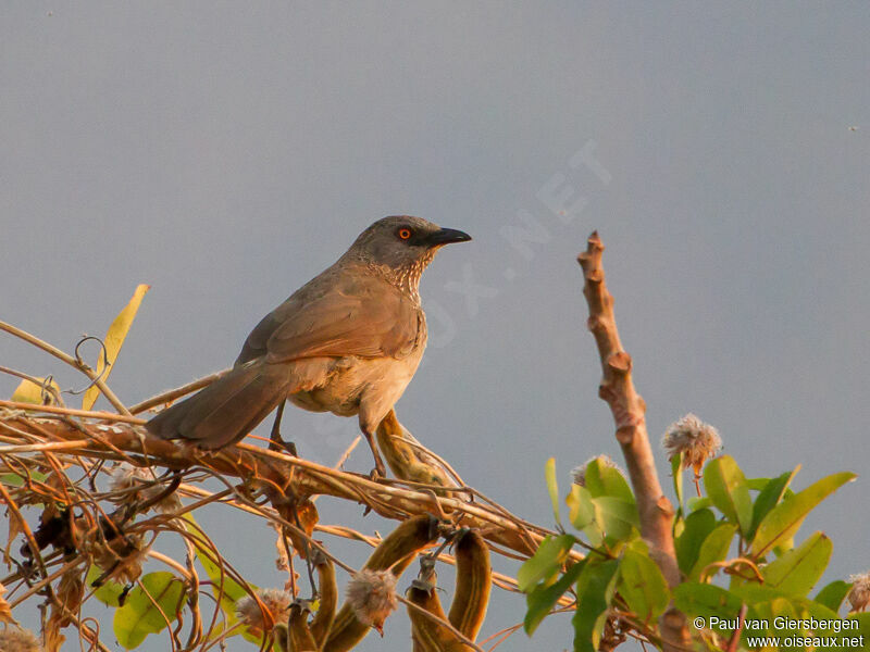 Arrow-marked Babbler