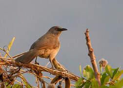 Arrow-marked Babbler