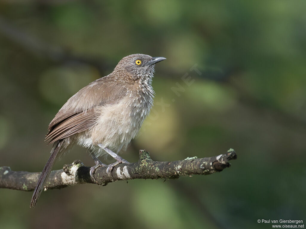 Arrow-marked Babbleradult