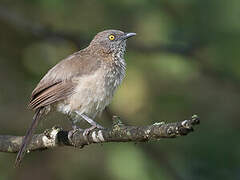 Arrow-marked Babbler