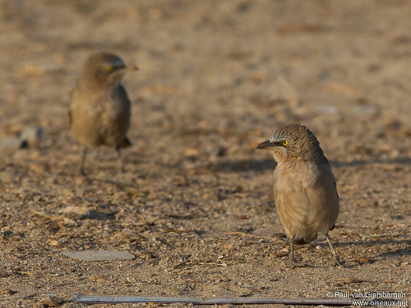 Large Grey Babbler