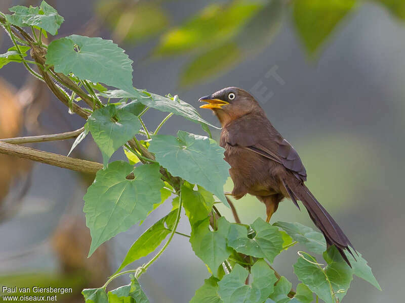 Cratérope roussâtreadulte, identification