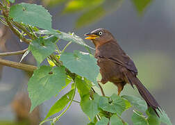 Rufous Babbler