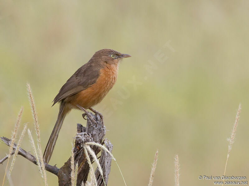 Rufous Chattereradult