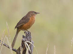 Rufous Chatterer