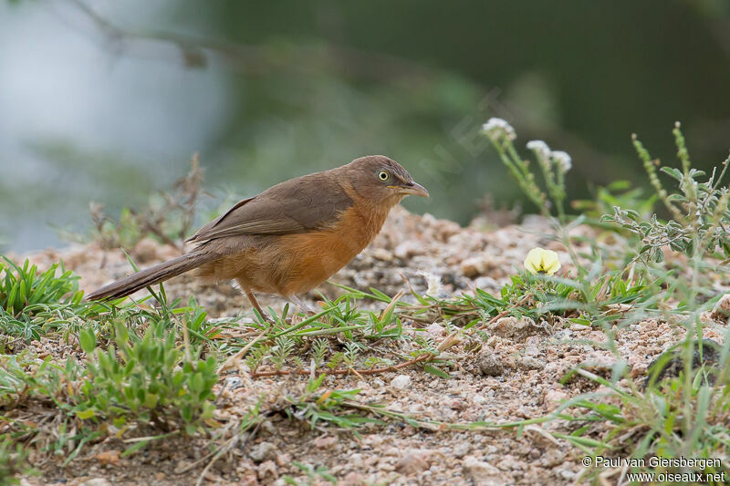 Rufous Chatterer