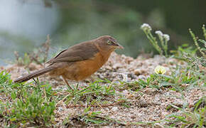 Rufous Chatterer