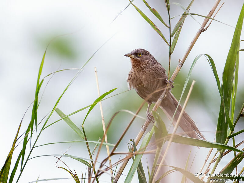 Striated Babbler