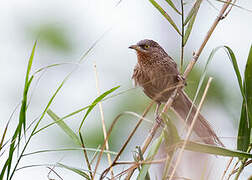 Striated Babbler