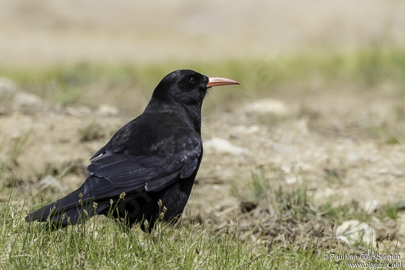 Red-billed Choughadult