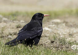 Red-billed Chough