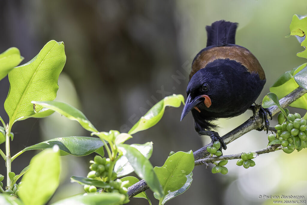 North Island Saddlebackadult