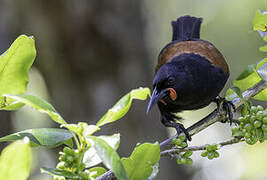 North Island Saddleback