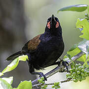 North Island Saddleback