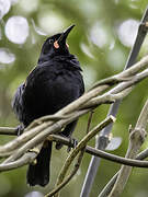 South Island Saddleback