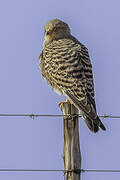 Greater Kestrel