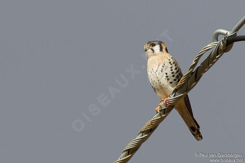 American Kestrel