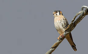 American Kestrel