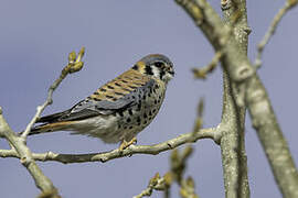 American Kestrel