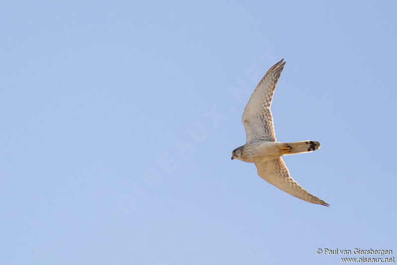 Nankeen Kestrel