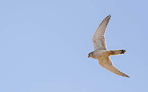 Nankeen Kestrel