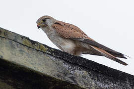 Nankeen Kestrel