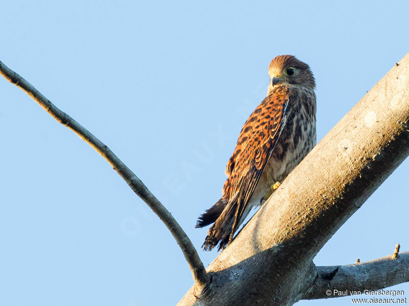 Spotted Kestrel