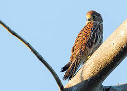 Spotted Kestrel