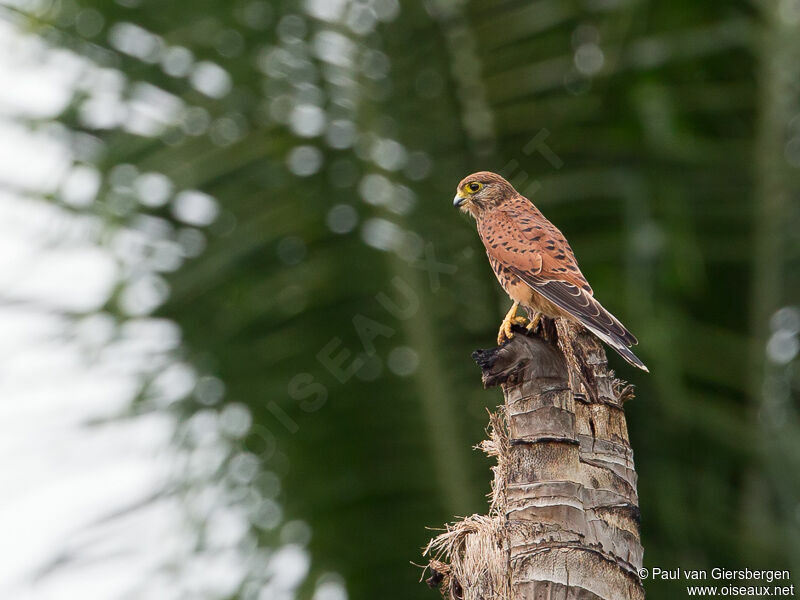 Spotted Kestrel