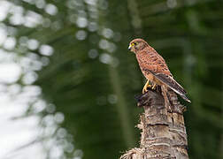 Spotted Kestrel