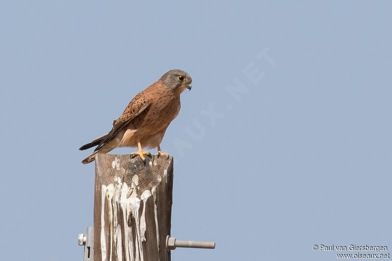 Rock Kestrel