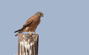 Rock Kestrel