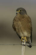 Rock Kestrel