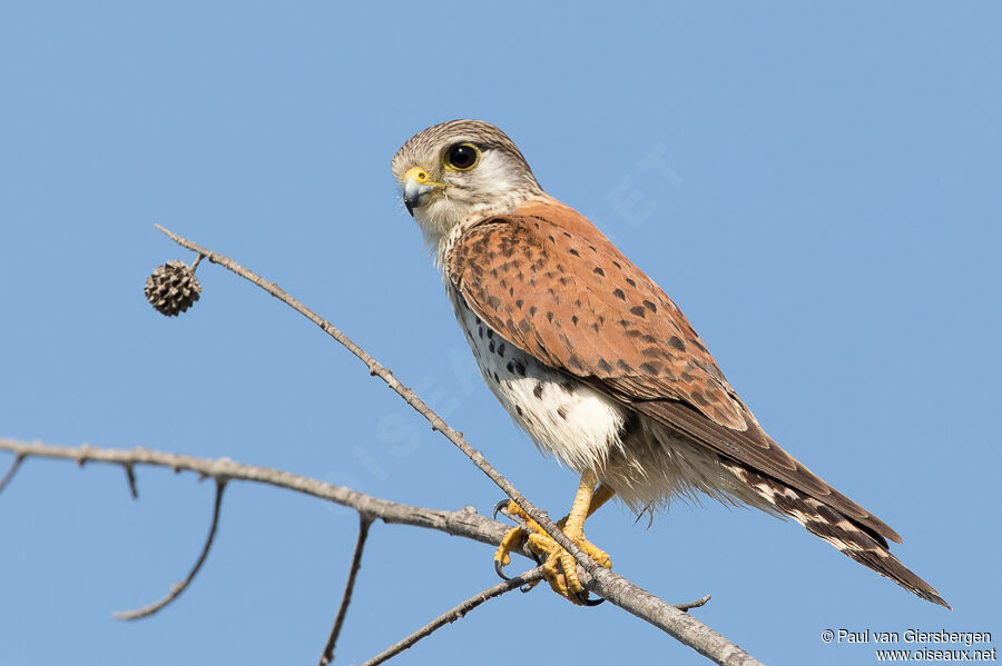 Malagasy Kestreladult