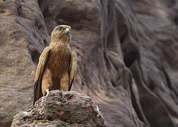 Fox Kestrel