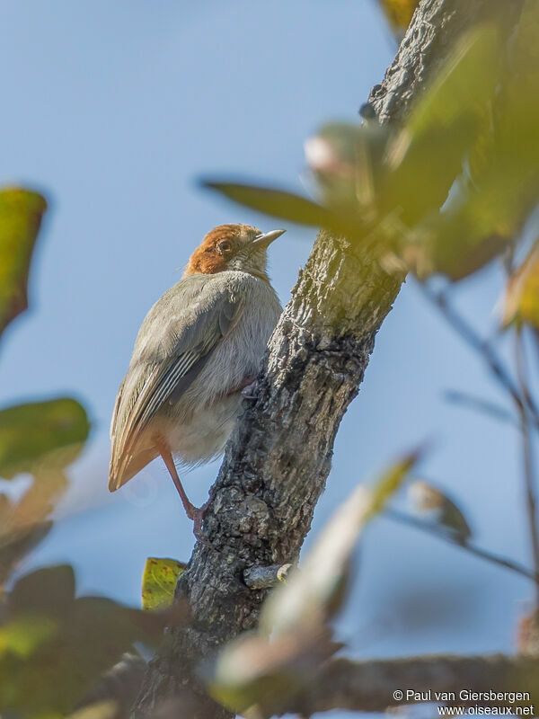 Red-capped Crombec